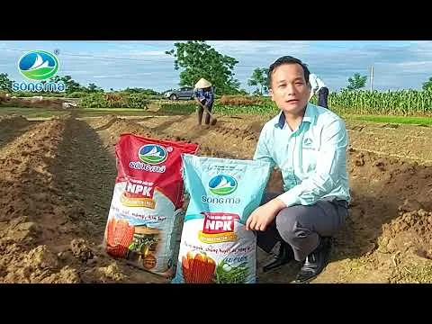 Hướng dẫn bón đồng bộ (bót lót, bón thúc) phân Sông Mã cho cây ngô năng suất, hiệu quả
