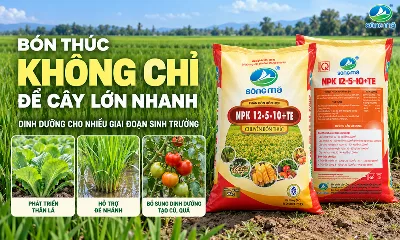 NPK 12-5-10+TE – Bón thúc không chỉ để cây lớn nhanh