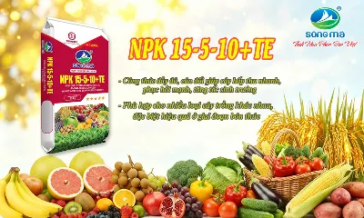Giải pháp bón thúc hiệu quả với NPK Sông Mã 15-5-10+TE