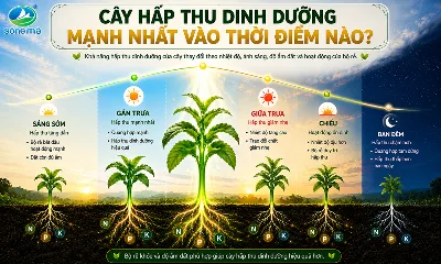 Cây hấp thu dinh dưỡng mạnh nhất vào thời điểm nào trong ngày?