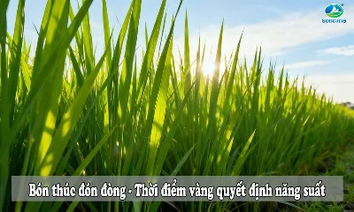 Bón thúc đón đòng cho lúa: Thời điểm vàng quyết định năng suất lúa