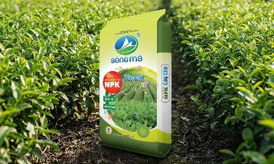 NPK Sông Mã chuyên dùng cho cây chè – công thức bón phân giúp chè khỏe, búp đều, năng suất cao