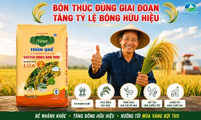 Bón thúc đẻ nhánh đúng cách giúp tăng số bông hữu hiệu ở cây lúa như thế nào?