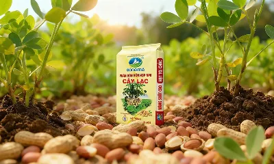 Kỹ thuật bón phân cho cây lạc đúng cách giúp tăng năng suất, ít sâu bệnh