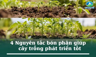 Muốn cây trồng phát triển tốt? Nhớ ngay 4 nguyên tắc bón phân này