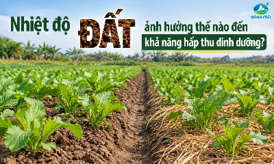 Nhiệt độ đất ảnh hưởng thế nào đến khả năng hấp thu dinh dưỡng?