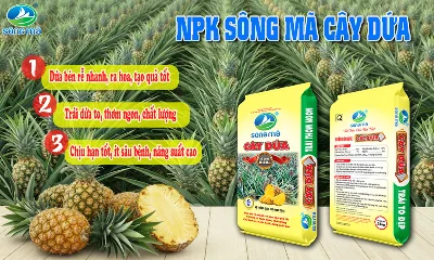 NPK Sông Mã chuyên cây dứa: Giải pháp giúp dứa khỏe cây, to quả, tăng chất lượng thu hoạch
