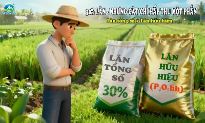 Lân tổng số là gì? Vì sao cây không hấp thu được 100% lượng lân?